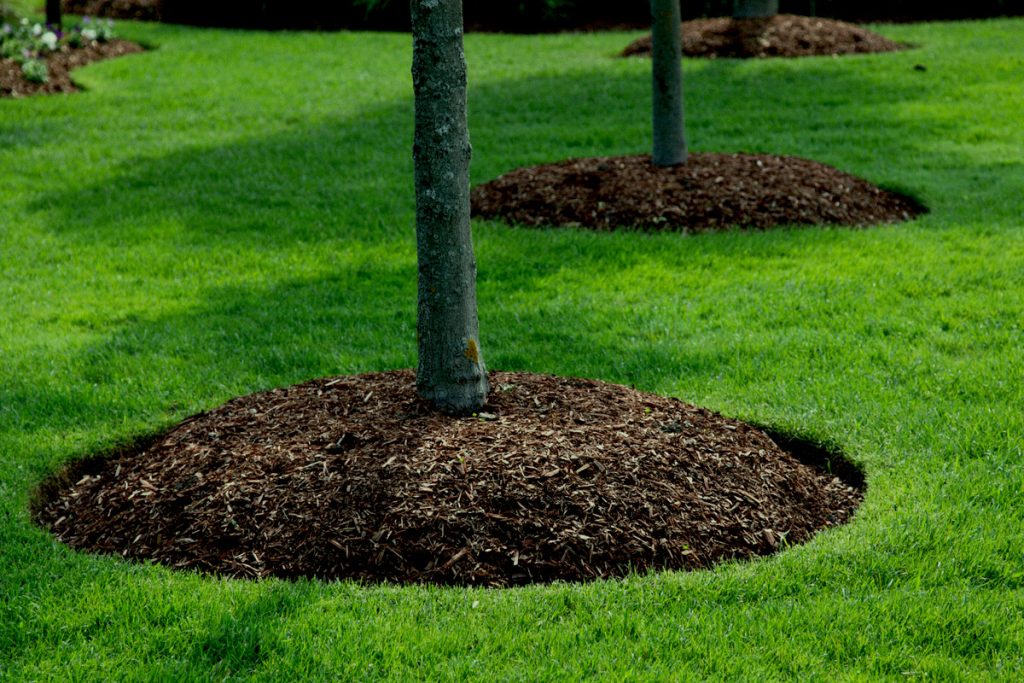 plant bed for tree with nice edging and green grass