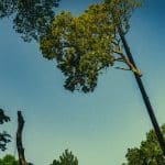 How Do You Know if a Tree Needs to Be Removed?