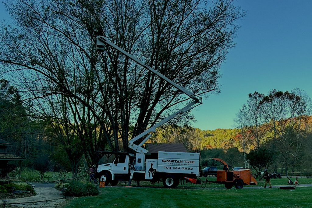 Tree trimming from company bucket truck