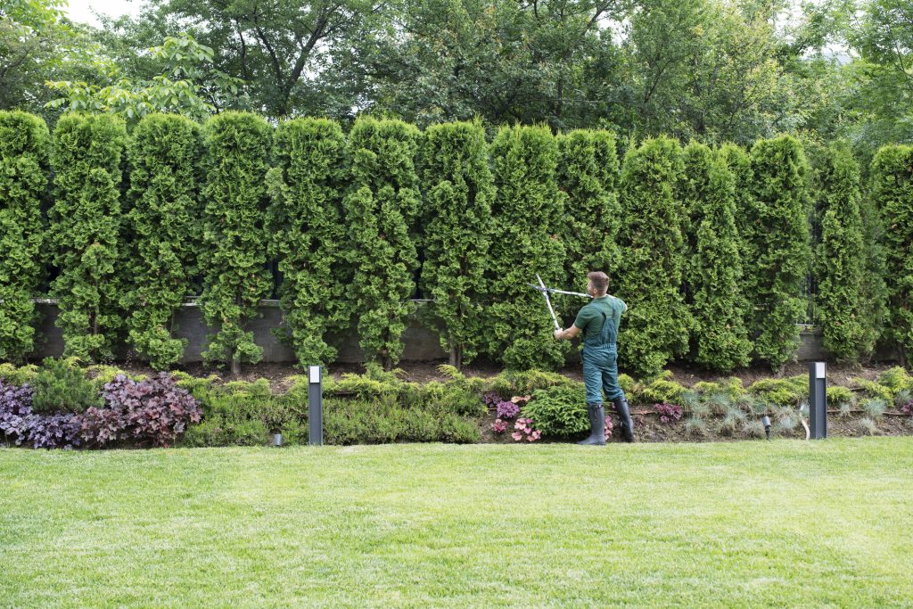 Professional Gardener trimming hedges