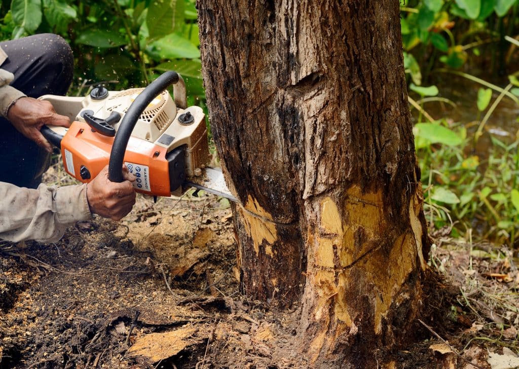 Tree Removal 1